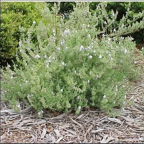 thumbnail for publication: Propagation and Production of False Rosemary